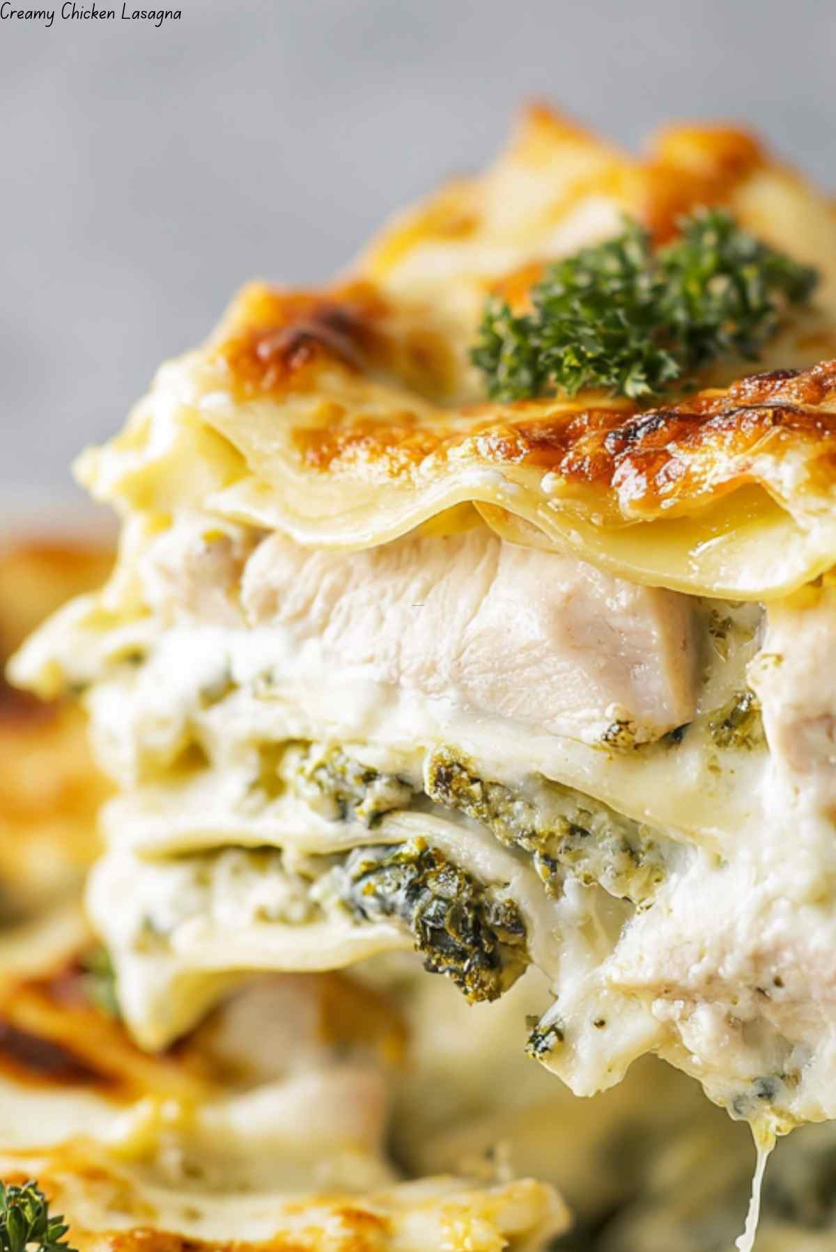 Creamy Chicken Lasagna